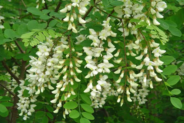 1553524700746640.jpg 國(guó)槐花茶的功效與作用