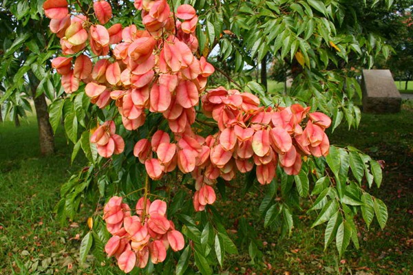 欒樹什么時候開花，花期多久