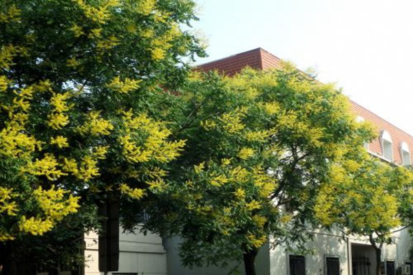 欒樹什么時候開花，花期多久