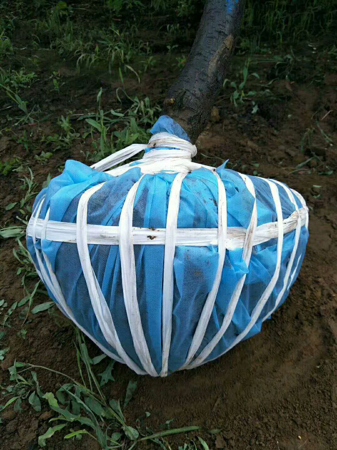 無紡布繩 無紡布繩