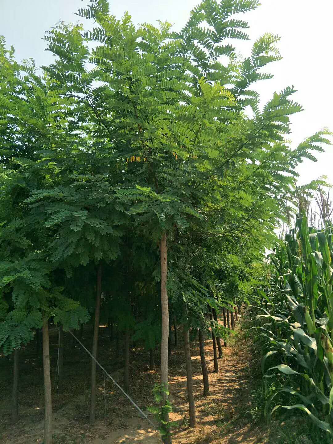 刺槐圖片 刺槐圖片