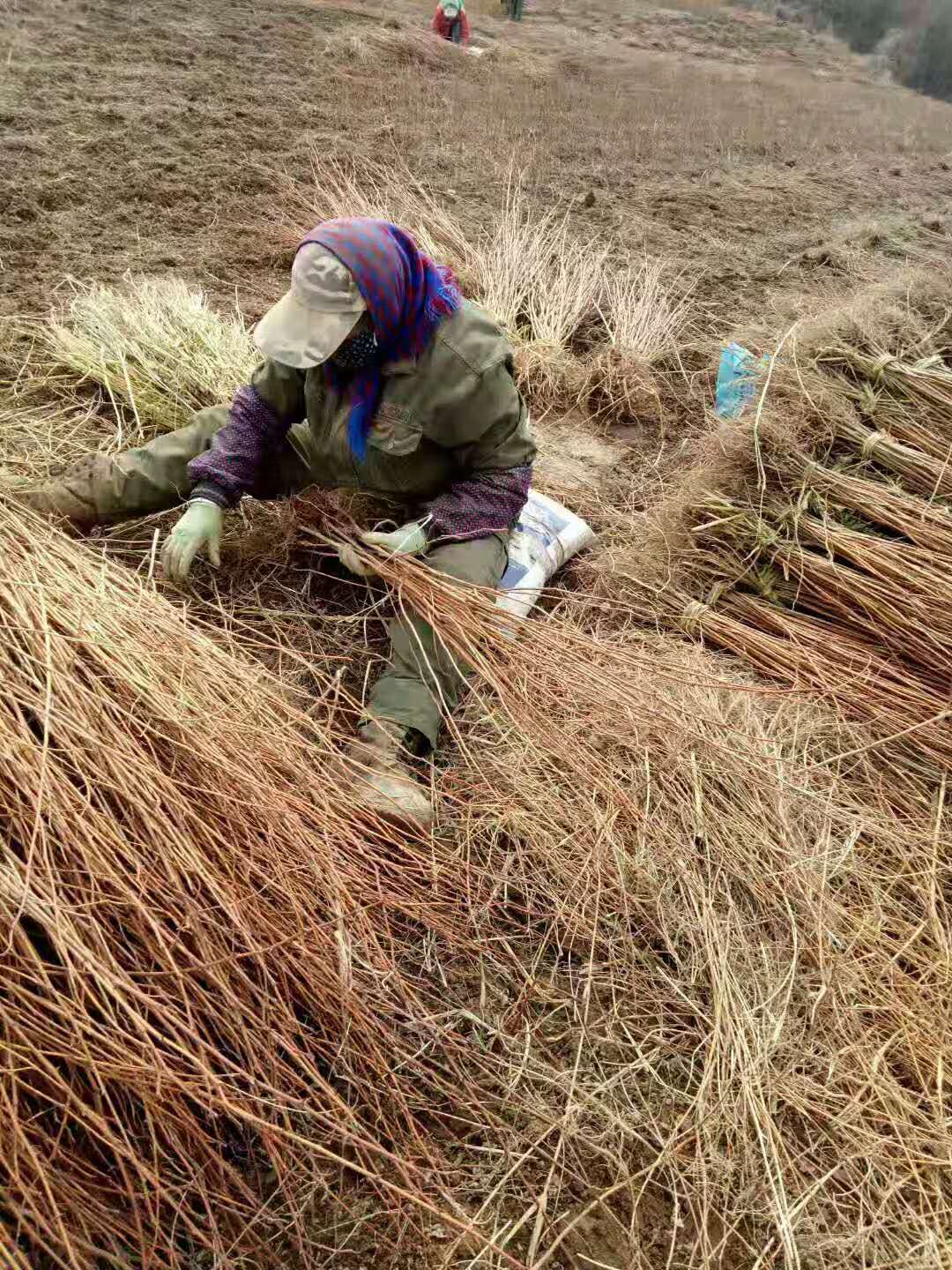 刺槐小苗 刺槐小苗