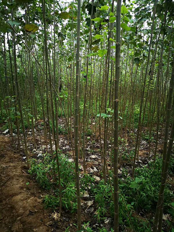 楊樹(shù)圖片 楊樹(shù)圖片