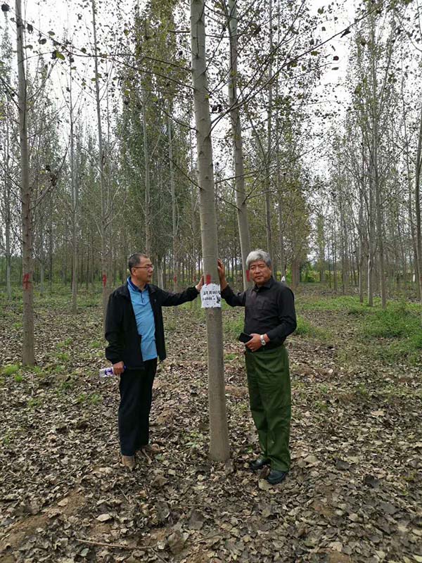 楊樹(shù)林 楊樹(shù)林