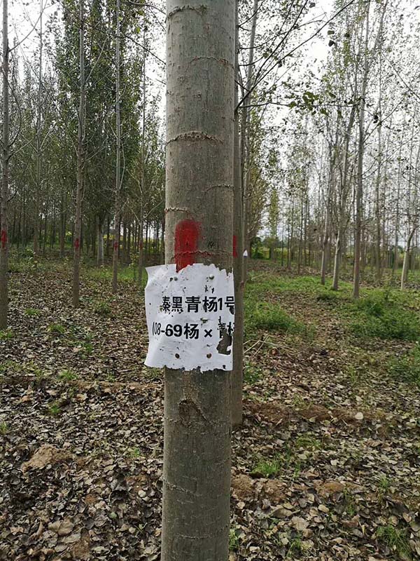 楊樹(shù)圖片實(shí)拍 楊樹(shù)圖片實(shí)拍