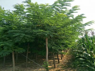 刺槐樹和洋槐樹有什么區(qū)別？是一種樹嗎？