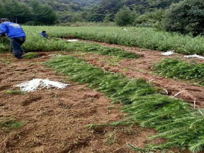 落葉松怎么采集種子，需要注意什么？