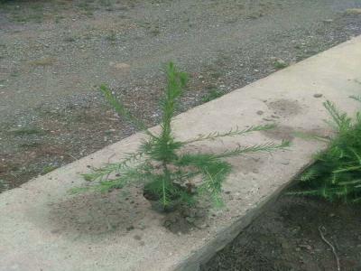 落葉松怎么進(jìn)行苗床播種的，看完就懂了！