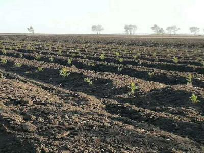 落葉松的苗床該怎樣管理，注意這些，輕松管理好！