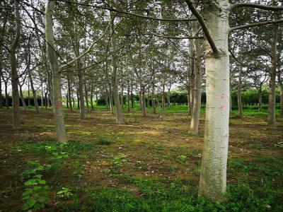 楊樹繁殖方式有哪些？咱們種樹的必須知道的楊樹繁殖方式哦！