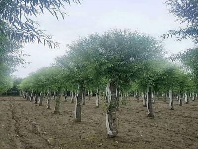 饅頭柳的特點(diǎn)？饅頭柳的種植技術(shù)