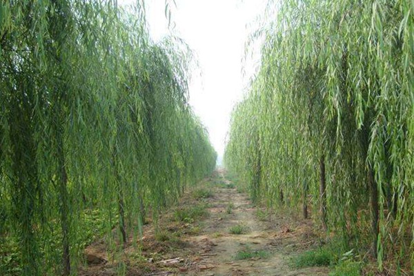 嫁接垂柳相對于原生垂柳有哪些優(yōu)勢？