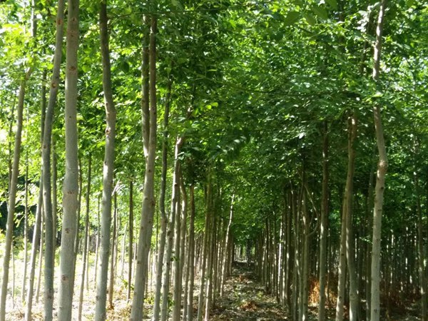 1570792034912426.jpg 白蠟樹苗價(jià)格以及特點(diǎn)是什么