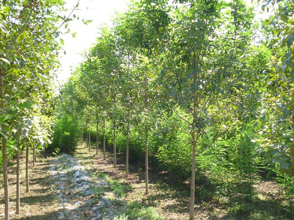 1570792051736545.jpg 白蠟樹苗價(jià)格以及特點(diǎn)是什么