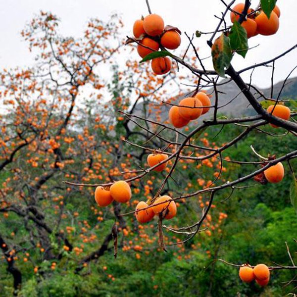 最新柿子樹低價批發(fā)，全國統(tǒng)一發(fā)貨