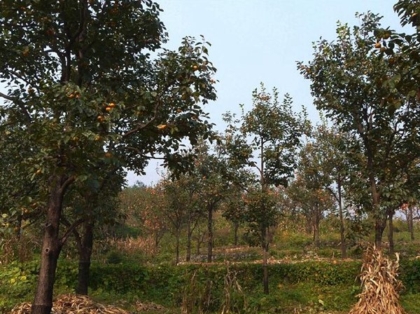 最新柿子樹低價批發(fā)，全國統(tǒng)一發(fā)貨