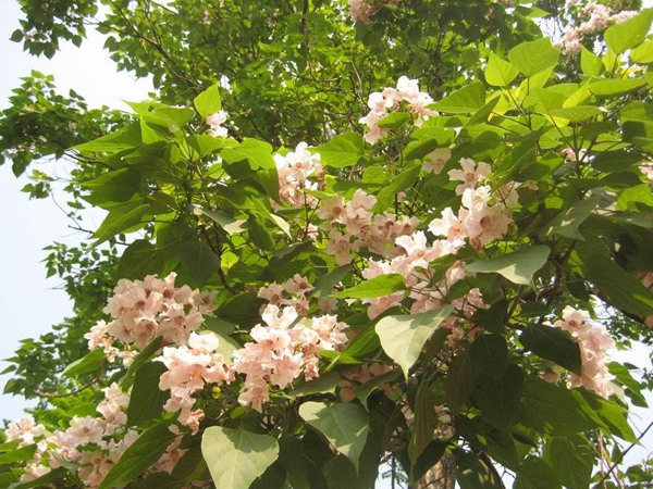 1570793411620077.jpg 2019不同規(guī)格泡桐樹(shù)苗價(jià)格多少錢(qián)