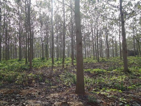 1570793418670800.jpg 2019不同規(guī)格泡桐樹(shù)苗價(jià)格多少錢(qián)