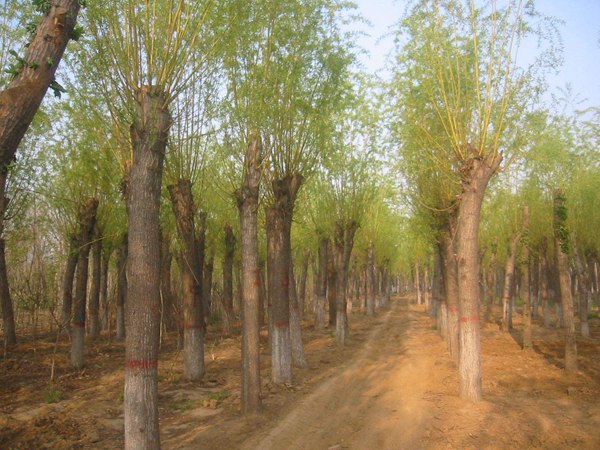 1570793927842262.jpg 直銷金絲垂柳10公分多少錢(qián)