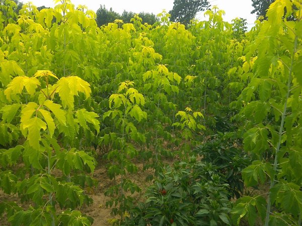 復(fù)葉槭2019年最新市場(chǎng)價(jià)格