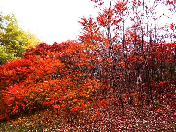 1571019904533632.jpg 國內(nèi)6-8公分火炬樹市場價(jià)格