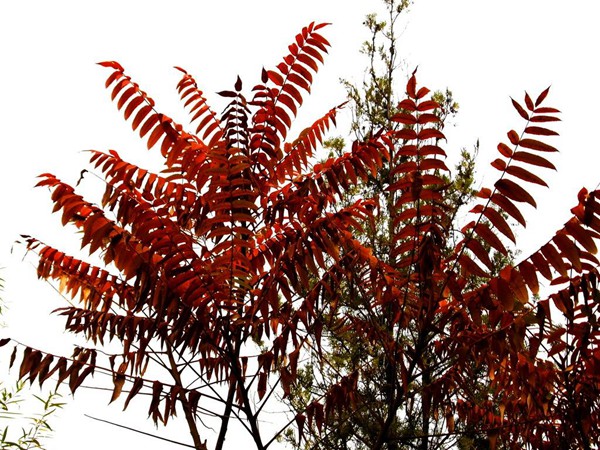 1571019912798703.jpg 國內(nèi)6-8公分火炬樹市場價(jià)格