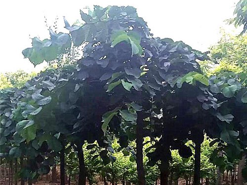 1571020164562204.jpg 基地直供:大葉垂榆多少錢一棵