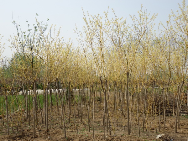 1571020554946652.jpg 國(guó)內(nèi)優(yōu)質(zhì)金枝槐價(jià)格表