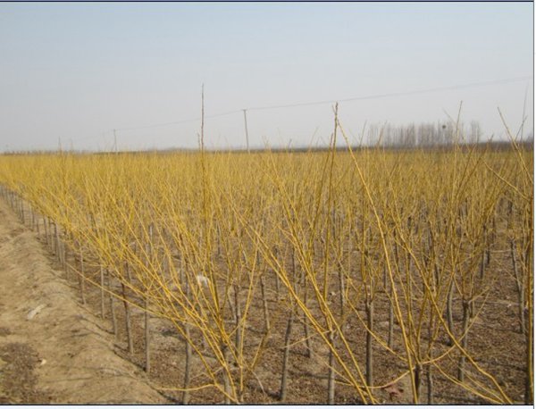 1571020562421477.jpg 國(guó)內(nèi)優(yōu)質(zhì)金枝槐價(jià)格表