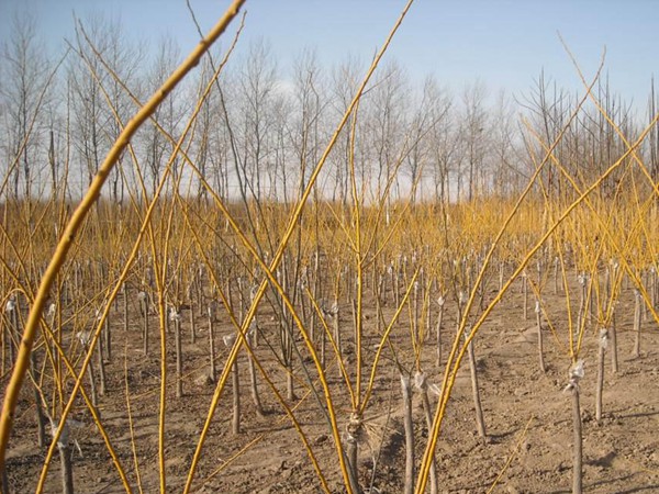 1571020570231996.jpg 國(guó)內(nèi)優(yōu)質(zhì)金枝槐價(jià)格表