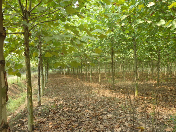 1571021107438889.jpg 法桐樹苗價格批發(fā)市場價格一覽表