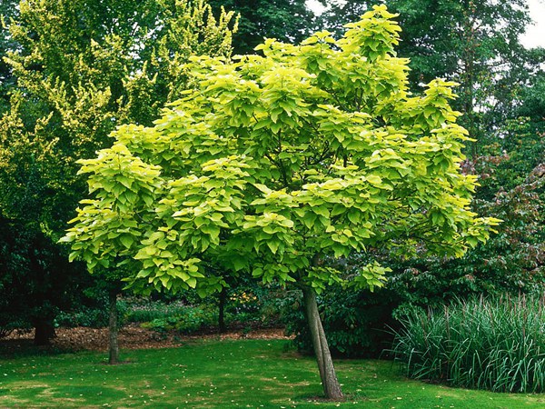 基地常年供應(yīng)優(yōu)質(zhì)梓樹，品質(zhì)有保證