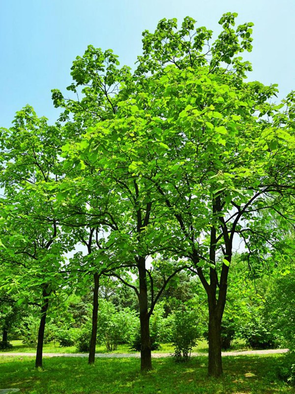 基地常年供應(yīng)優(yōu)質(zhì)梓樹，品質(zhì)有保證