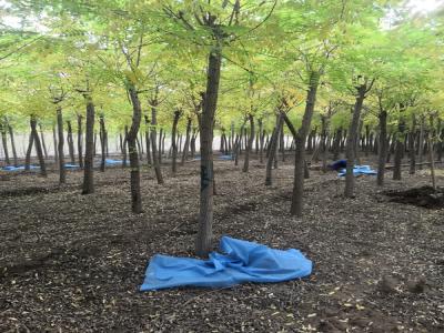 2019年最新的刺槐苗木價格