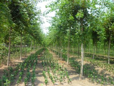 五角楓樹苗哪家好，優(yōu)勢有哪些