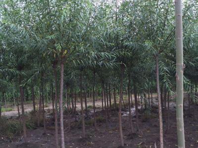 垂柳樹苗2公分報(bào)價(jià)，多少錢一顆