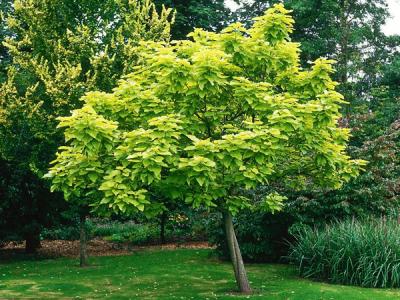 基地常年供應(yīng)優(yōu)質(zhì)梓樹，品質(zhì)有保證