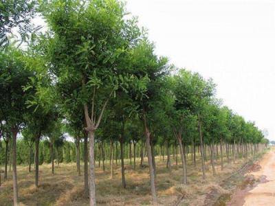 國槐，洋槐，刺槐，泓森槐四者有什么不同？