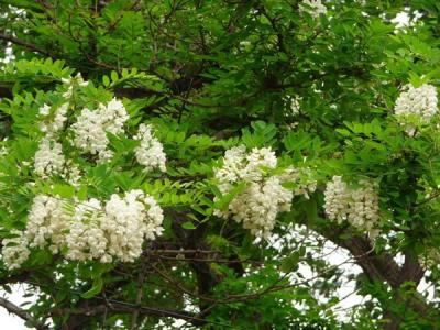 刺槐花語是什么？寓意是什么？