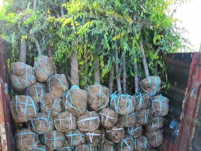 金葉榆到底是灌木還是喬木？