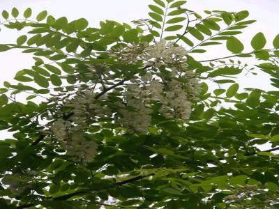 刺槐花可以吃嗎，應該怎么吃？