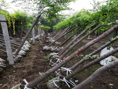 金葉榆嫁接小苗的價格是多少？