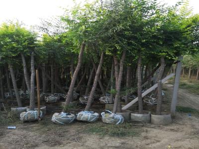 金葉榆的寓意是什么？