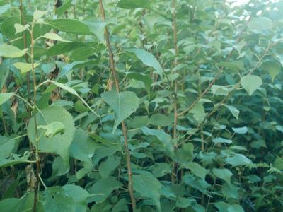 杏樹和山杏樹二者有什么區(qū)別？