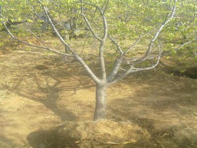 山杏樹十厘米幼苗的市場價格是多少？