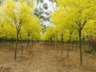 夏季移栽金葉國槐需要注意哪些事項？