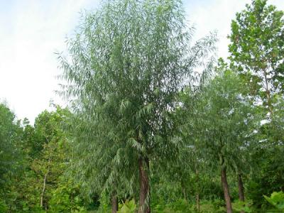 河北保定饅頭柳幼苗應(yīng)該怎么買？