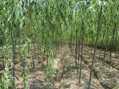 旱柳和速生柳有什么區(qū)別？