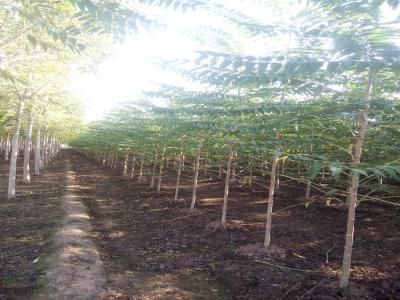 14到15公分千頭椿小苗的市場(chǎng)價(jià)格是多少？