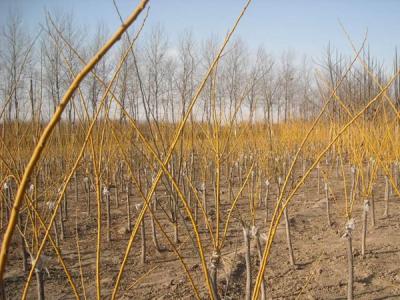 金枝槐和金葉槐的區(qū)別在哪里?